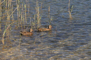 Two brown ducks swim among the grass in the shallow water of the lake.