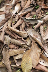 dry leaves scattered on the ground