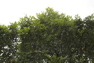 lush durian tree leaves and white sky