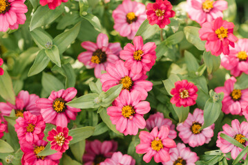 Fototapeta na wymiar Bright pink zinnia flowers in the garden in summer