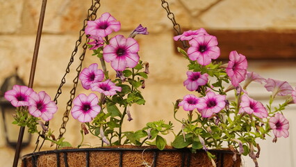 Surfinia Pink Vein Petunia Plant with lightly blushing pink blossoms sporting deeply pink veins...