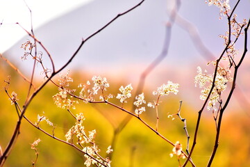 秋の山と枯れた花