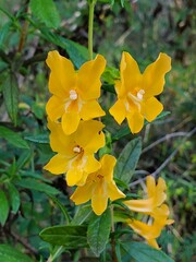 yellow flowers in spring 