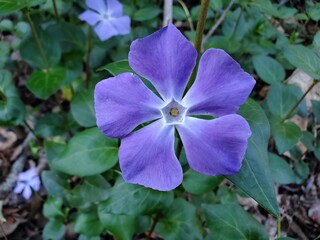 flower in the garden