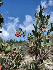 holly berries on a tree