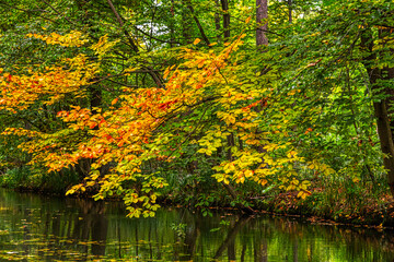 Herbst im Spreewald - 534908988