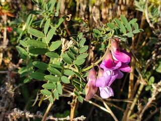 purple crocus flower