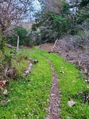 path in the woods