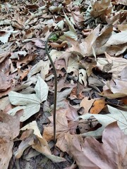 leaves on the ground