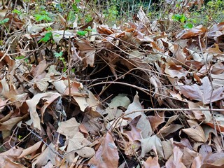 autumn leaves in the grass