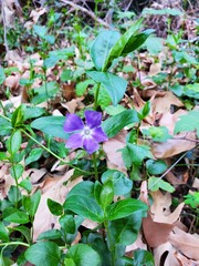 purple and green leaves