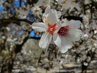 tree blossom