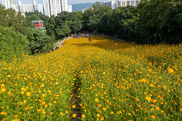 Cosmos in Olympic Park, 코스모스 공원