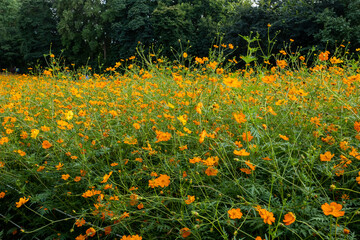 Cosmos in Olympic Park, 코스모스 공원