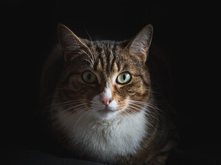 Kot © Dariusz