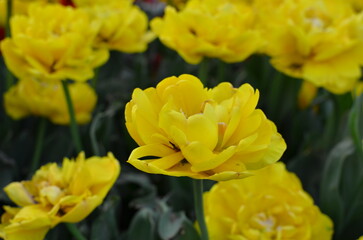 yellow tulips in the garden