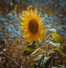 sunflower in the field