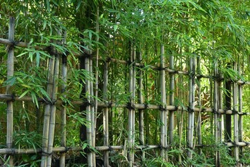竹垣のある風景