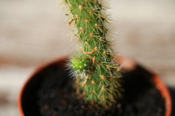 Hildewintera Cleistocactus aureospinus Małpie ogony