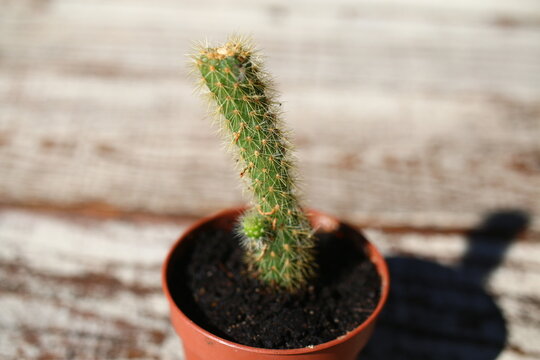 Cleistocactus Bilder Durchsuchen 512 Archivfotos, und
