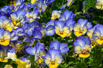 Sydney Australia, flowerbed of bright mauve and yellow pansies on a sunny day © KarinD