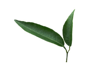 Fresh green orange leaves isolated on white background. Clipping Path. Full Depth of field. Focus stacking