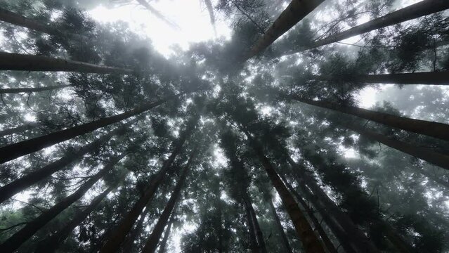 Foggy forest trees on Santa Maria island / Azores 