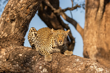 Male leopard ( Panthera Pardus) relaxing in a tree, Sabi Sands Game Reserve, South Africa.