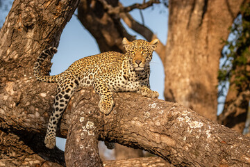Fototapeta na wymiar Male leopard ( Panthera Pardus) relaxing in a tree, Sabi Sands Game Reserve, South Africa.