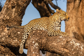 Fototapeta na wymiar Male leopard ( Panthera Pardus) relaxing in a tree, Sabi Sands Game Reserve, South Africa.