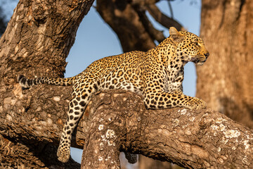 Male leopard ( Panthera Pardus) relaxing in a tree, Sabi Sands Game Reserve, South Africa.