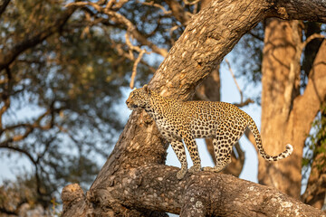 Fototapeta na wymiar Male leopard ( Panthera Pardus) standing in a tree, Sabi Sands Game Reserve, South Africa.
