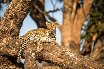 Male leopard ( Panthera Pardus) relaxing in a tree, Sabi Sands Game Reserve, South Africa.