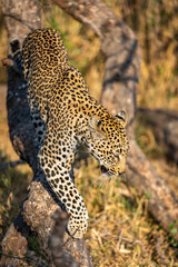 Male leopard ( Panthera Pardus) coming out of a tree, Sabi Sands Game Reserve, South Africa.