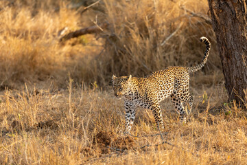 Male leopard ( Panthera Pardus) marking territory, Sabi Sands Game Reserve, South Africa.