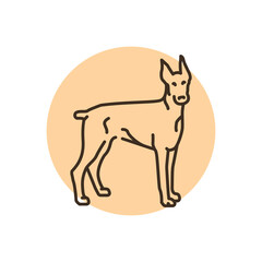 Doberman color line icon. Dog breed.