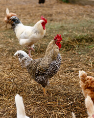 a flock of free range chickens roaming for food on a farmyard
