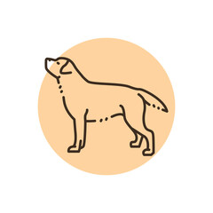 Labrador retriever color line icon. Dog breed.