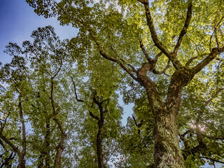 Fototapeta premium 神社の御神木