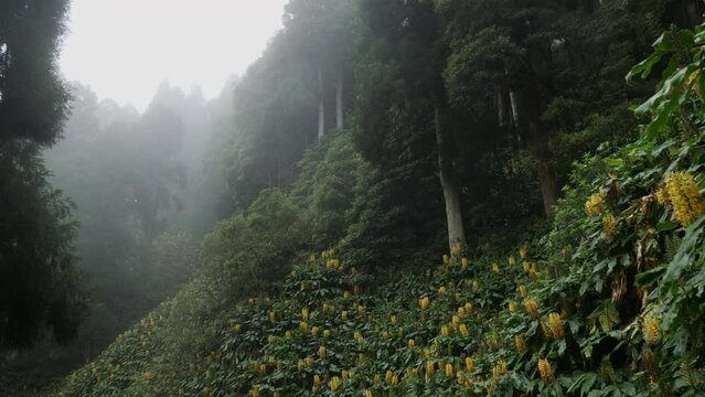 Wild ginger in foggy forest on Santa Maria island / Azores
