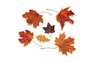 autumn dry maple leaves