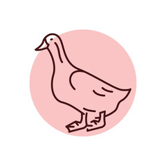 Duck bird color line icon. Pictogram for web page