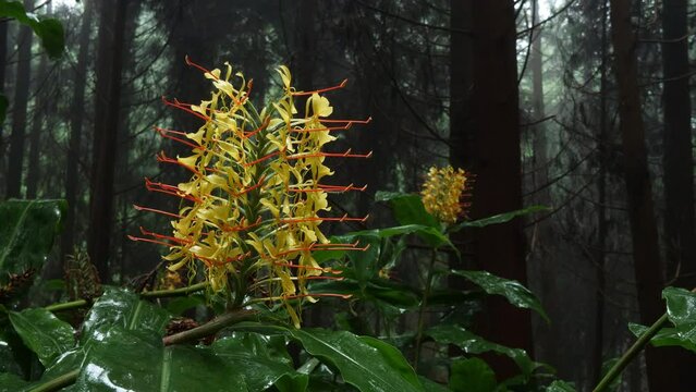 Wild ginger blossom in foggy forest on Santa Maria island / Azores