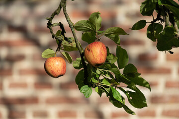 Traditional King of the Pippins apples hanging on a branch before a brick wall in the late summer...