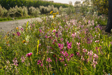 Late summer flowers blooming in abundance at a roadside in the afternoon sun