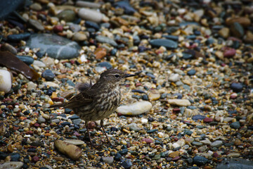 Rock Pipit (Anthus petrosus) at a pebble beach on Howth Island, Ireland