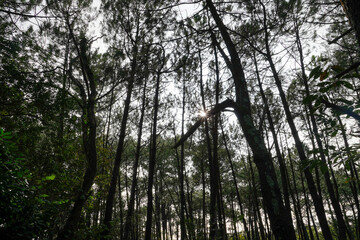 Fototapeta premium Une forêt sombre, triste transpercée par quelques rayons de soleil