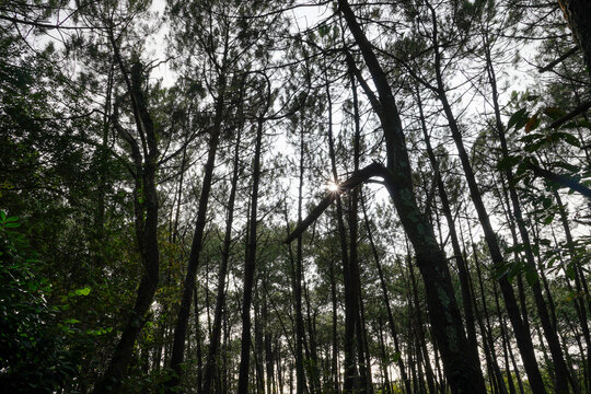 Une for&ecirc;t sombre, triste transperc&eacute;e par quelques rayons de soleil