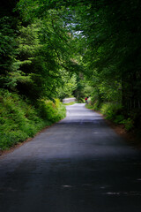 narrow Irish road through a forest lined wish lush green trees in spring
