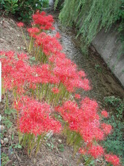 red and yellow flowers